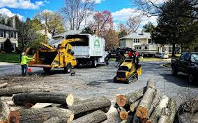 How Our Tree Care Process Works  in  Collinsburg, PA