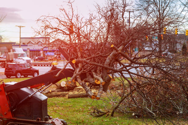 Professional Tree Removal Services in Collinsburg, PA